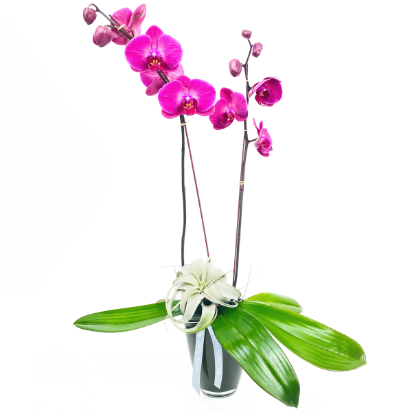 Orchid Luxe Product -  95.00